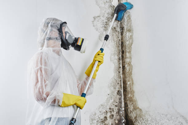 Best Certified Mold Removal  in Greensboro, GA