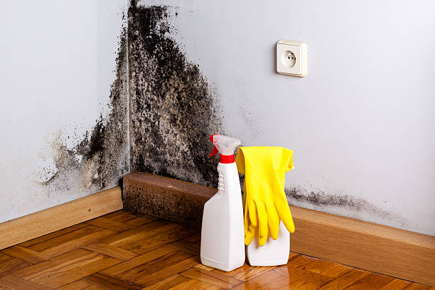 Home Mold Removal in Greensboro, GA